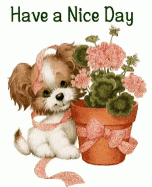 Have A Nice Wonderful Wednesday Cute Dog GIF