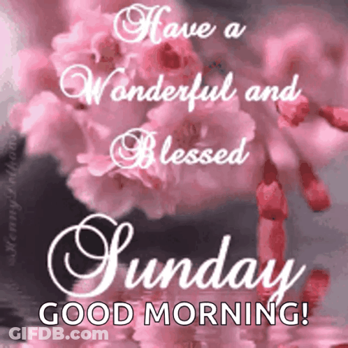 Have A Wonderful And Blessed Sunday Good Morning With Pink Flowers In The Background . GIF