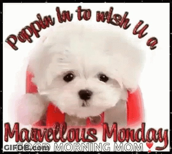 Have A Wonderful And Marvelous Monday GIF