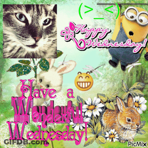 Have A Wonderful Wednesday Image Collage GIF