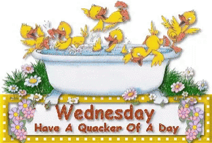 Have A Wonderful Wednesday Little Ducklings GIF