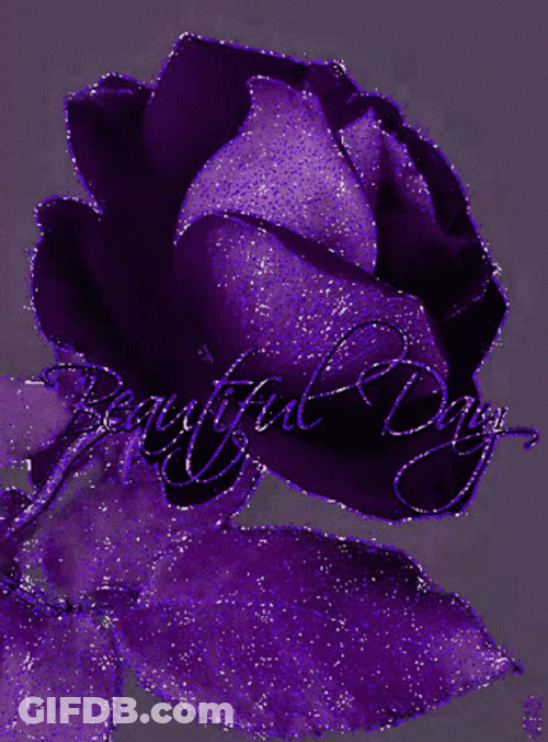 Have A Wonderful Wednesday Violet Rose GIF