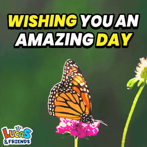 Have An Amazing Day Wishing You An Amazing Day GIF