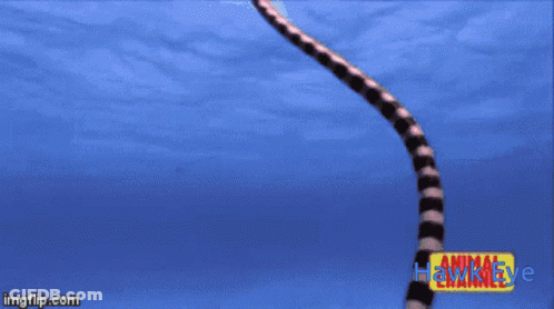 Hawk Eye Animal Channel Bird Flying GIF