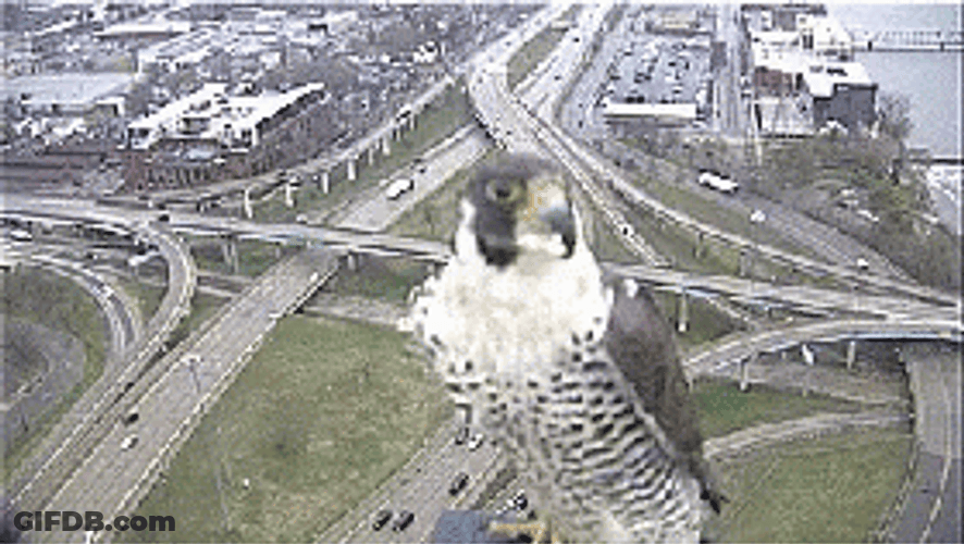 Hawk Flying City Scapes GIF