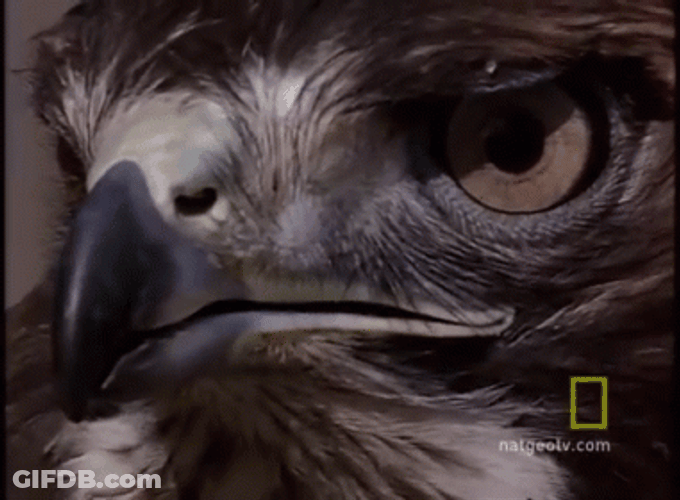 Hawk GIF