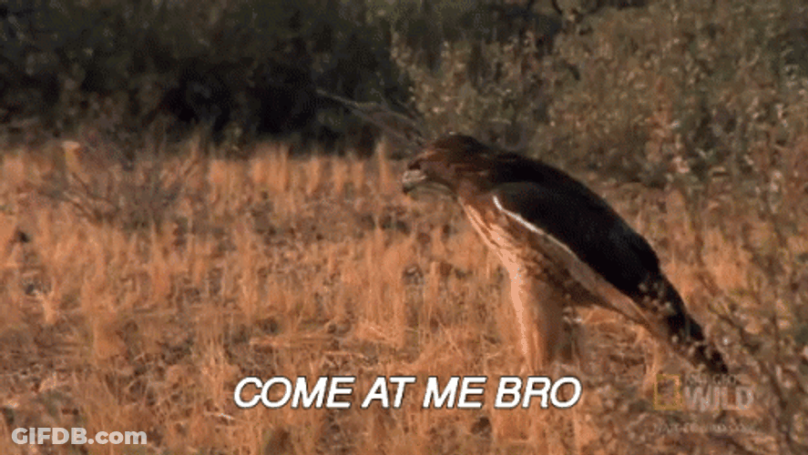 Hawk GIF
