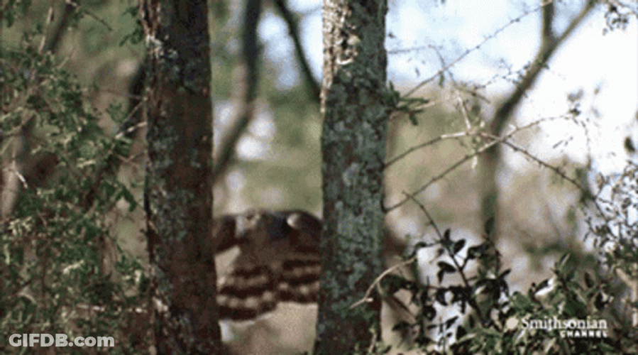 Hawk GIF
