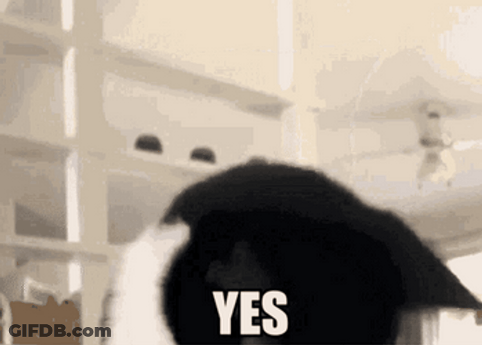 Head Bang Cat Oh Yes GIF