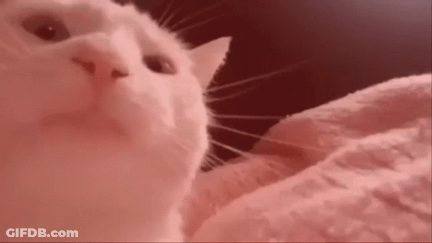Head Banging Cat Vibing Colorful Lights GIF