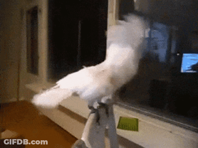 Head Banging Metal Rock Parrot GIF