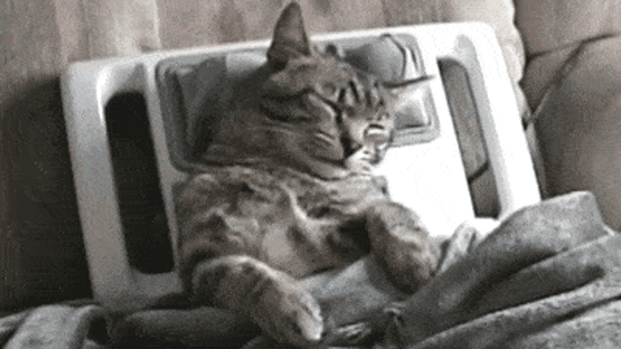Head Massage Sleepy Cat GIF