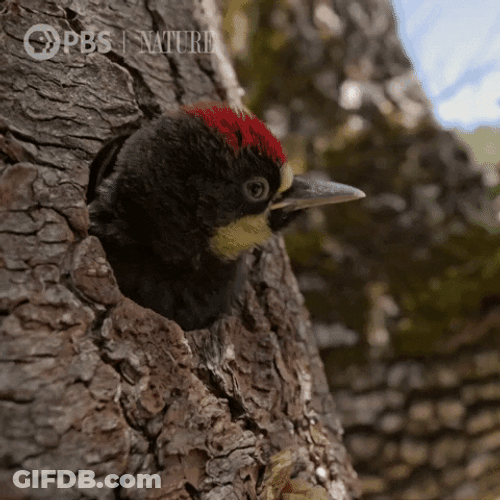 Head Out Woody Woodpecker Laugh GIF
