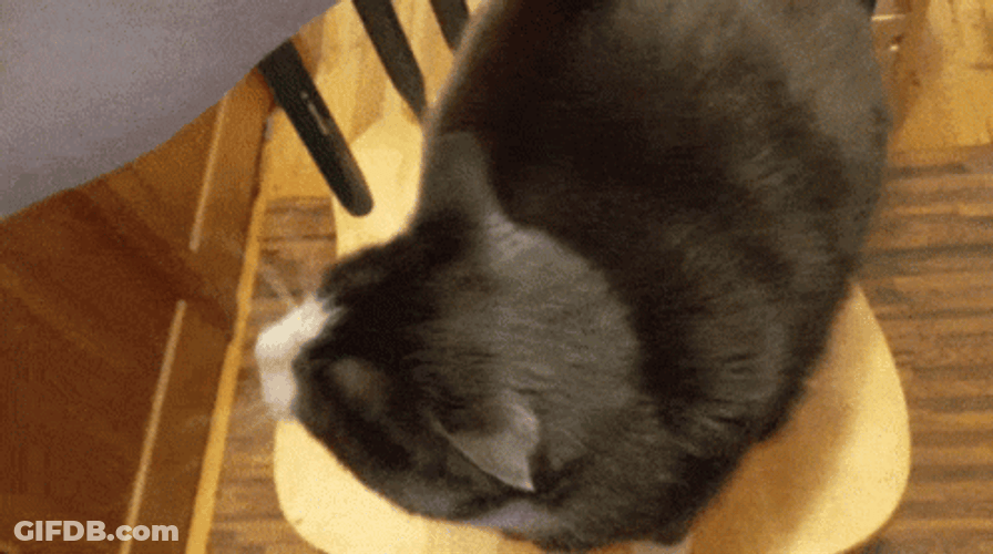 Head Spin Spinning Cat GIF