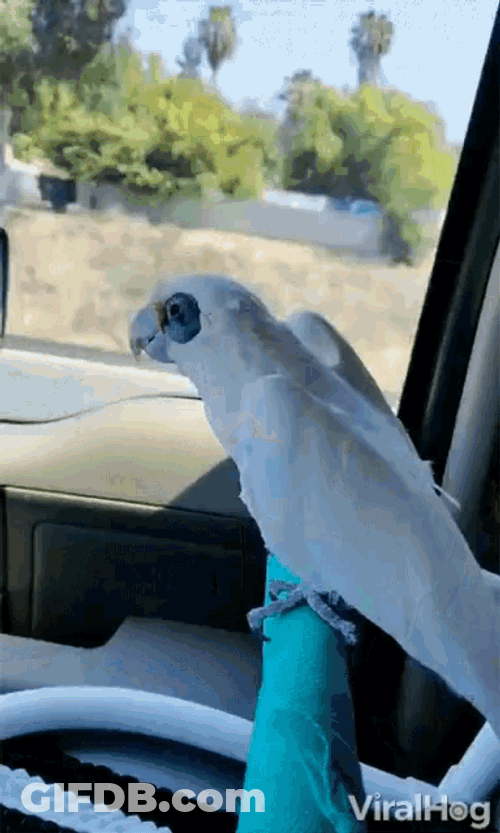 Head Wagging Party Parrot In The Bus GIF