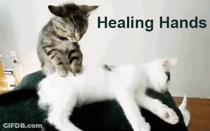 Healing Hands Cat Massaging Cat GIF