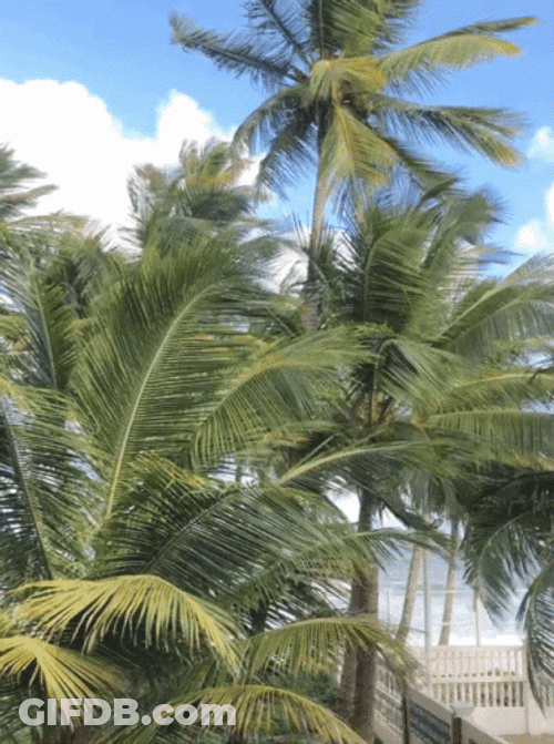 Healthy Coconut Tree GIF