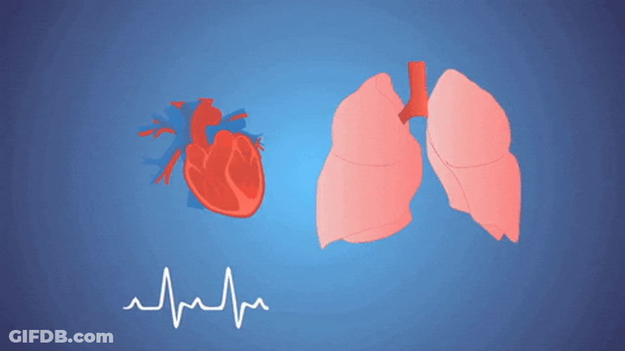 Heart And Lungs Connection Circulatory System GIF