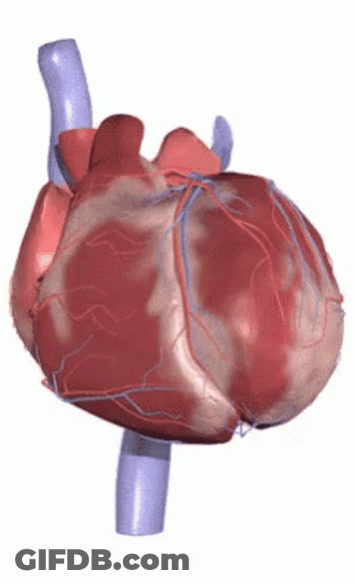 Heart Beating Circulatory System GIF