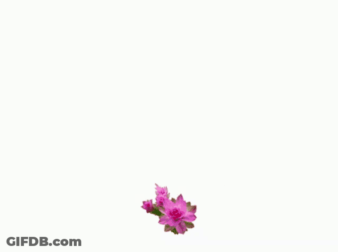 Heart Flowers GIF