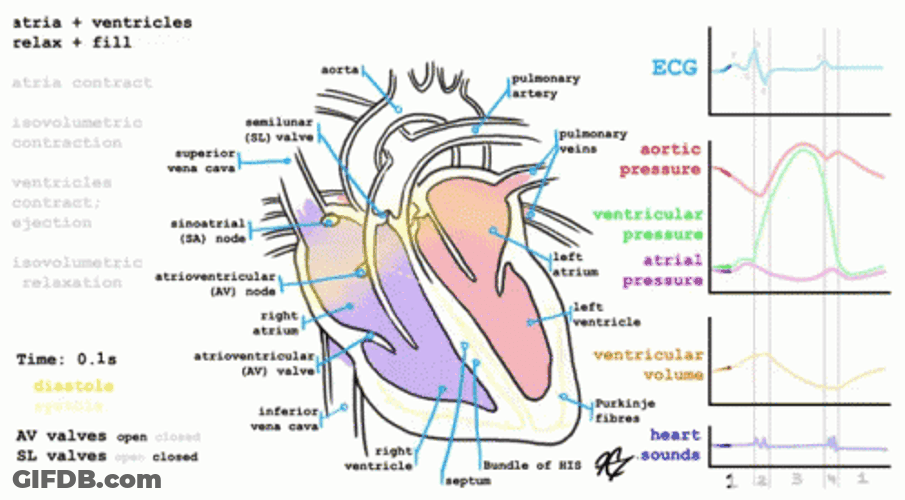 Heart Maintaining A Strong Circulatory System GIF