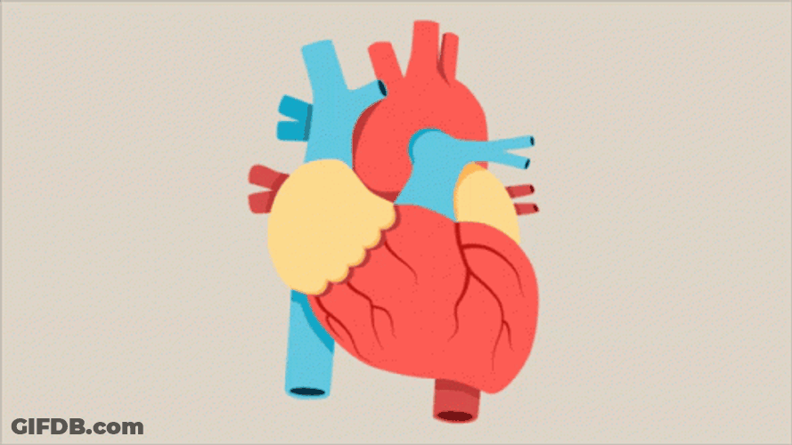 Heart Pumping Circulatory System GIF