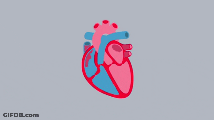 Heart's Vital Role In Circulatory System GIF