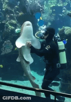 Heart With Whale Shark My Beloved GIF