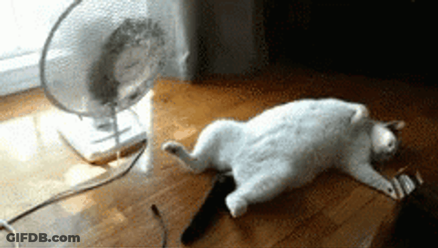 Heat Sleeping Cat With Fan GIF