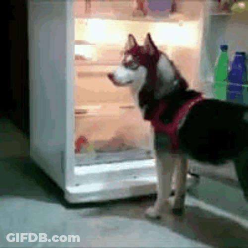 Heat Wave Funny Dog Climbing Ref GIF