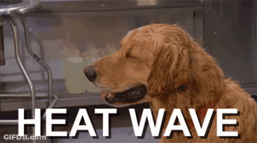 Heat Wave Sweating Dog GIF