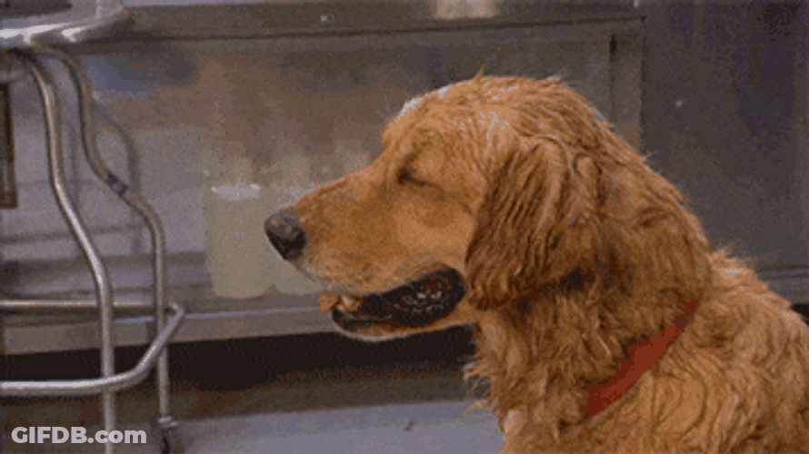Heat Wave Sweaty Pooch Wiping Self GIF