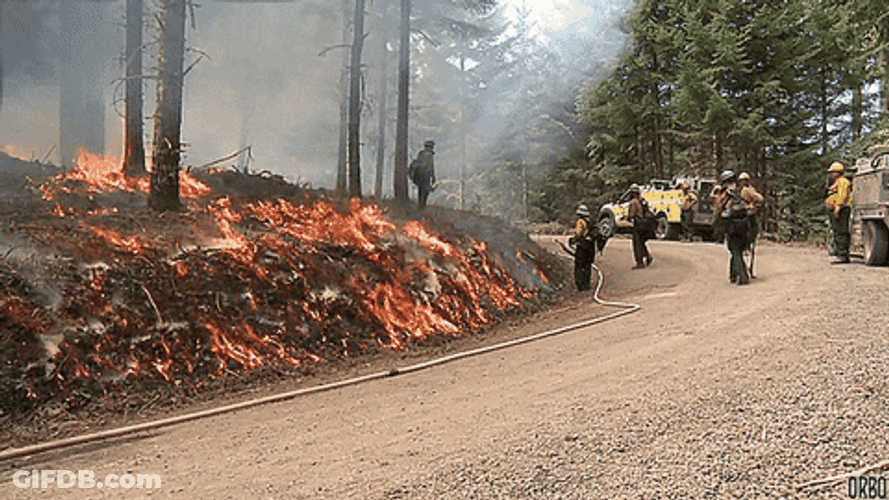 Heated Forest On Fire GIF