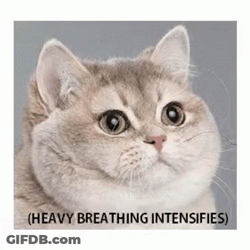 Heavy Breathing Cat Meme GIF