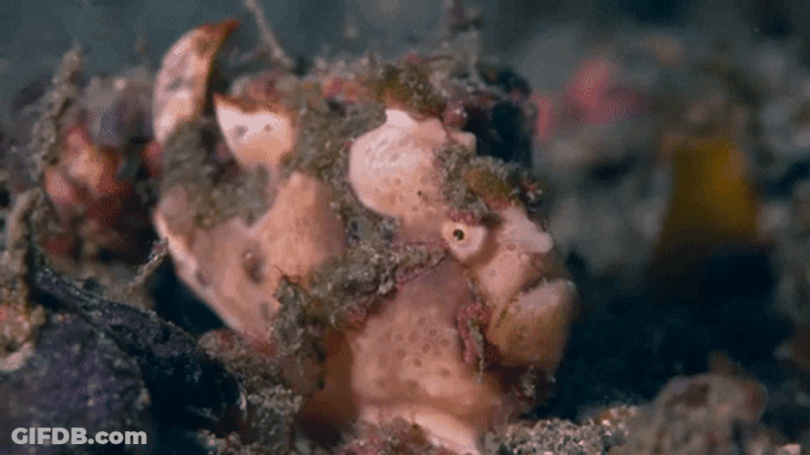 Heavy Breathing Giant Frogfish Fish GIF