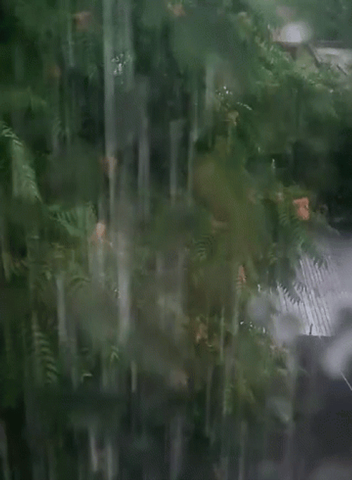 Heavy Downpour Tropical Monsoon Weather GIF