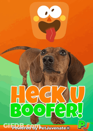 Heck U Boofer Dachshund Advertisement GIF