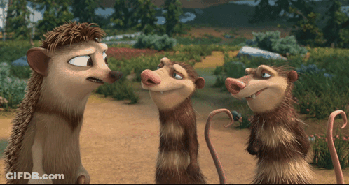 Hedgehog And Two Opossums In Field GIF