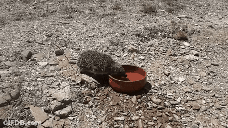 Hedgehog Beside Road Drinking GIF