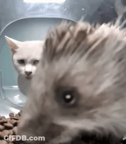 Hedgehog Close Up With Cat Behind GIF