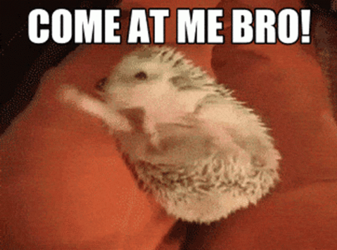 Hedgehog Come At Me Bro GIF