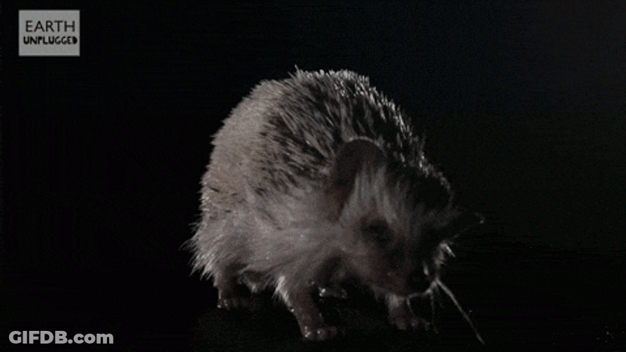 Hedgehog Drying Itself GIF