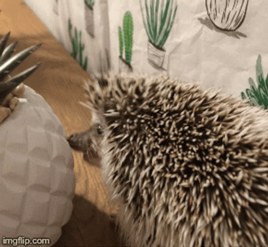 Hedgehog Eating Fail GIF