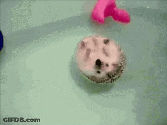 Hedgehog Enjoys Floating GIF