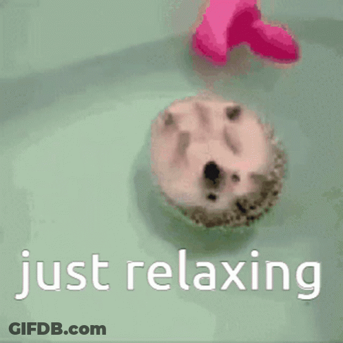 Hedgehog Floating In Bathtub Just Relaxing GIF