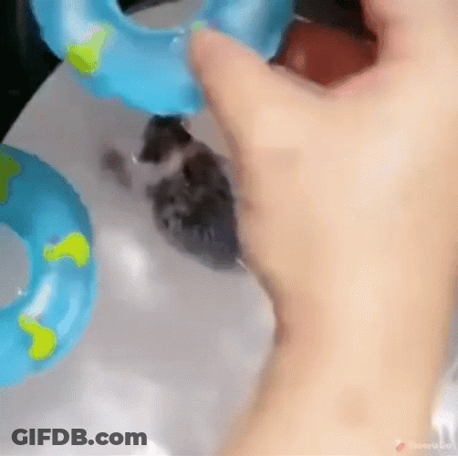 Hedgehog Floating In Water GIF