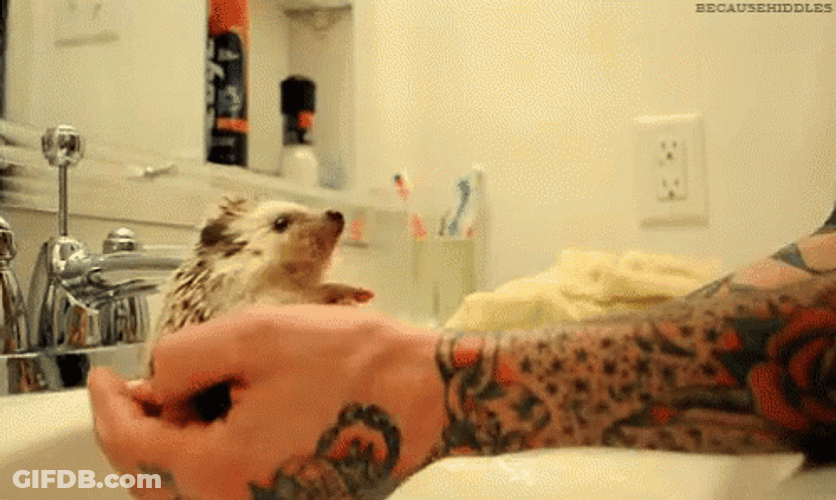 Hedgehog Hand Rocking Chair GIF