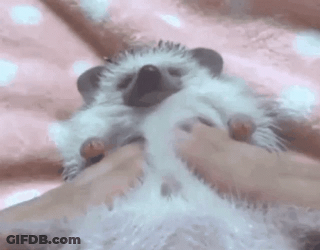 Hedgehog Having A Sensual Massage GIF