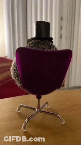 Hedgehog In Top Hat Sitting In Chair GIF