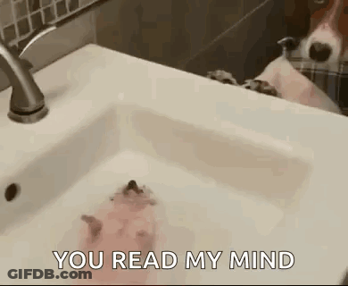 Hedgehog Laying In Sink Saying You Read My Mind GIF